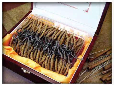 墨玉冬虫夏草回收